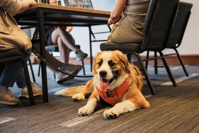 Pitou et minou en réunion… à l’Estrimont